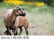 Portrait of a Cameroon sheep. Стоковое фото, агентство Ingram Publishing / Фотобанк Лори