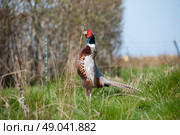 Male pheasant calling in a field. Стоковое фото, агентство Ingram Publishing / Фотобанк Лори