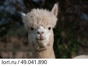 Adult alpaca portrait. Стоковое фото, агентство Ingram Publishing / Фотобанк Лори