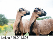 Pair of a Cameroon sheep. Стоковое фото, агентство Ingram Publishing / Фотобанк Лори