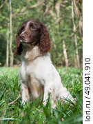 Liver and white springer spaniel portrait. Стоковое фото, агентство Ingram Publishing / Фотобанк Лори