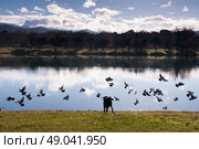 Dog chasing pigeons towards a lake. Стоковое фото, агентство Ingram Publishing / Фотобанк Лори