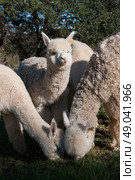 Group of young alpacas. Стоковое фото, агентство Ingram Publishing / Фотобанк Лори