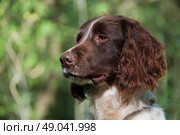 Liver and white springer spaniel portrait. Стоковое фото, агентство Ingram Publishing / Фотобанк Лори
