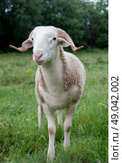 Portrait of a purebred Tarasconnais sheep. Стоковое фото, агентство Ingram Publishing / Фотобанк Лори