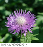 Василек подбеленный (лат. Centaurea dealbata) крупным планом. Стоковое фото, фотограф Елена Коромыслова / Фотобанк Лори