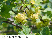 Ягоды белой смородины (лат. Ribes niveum) крупным планом. Стоковое фото, фотограф Елена Коромыслова / Фотобанк Лори