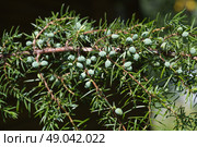 Ветка можжевельника (лат. Juniperus) с зелеными шишкоягодами. Стоковое фото, фотограф Елена Коромыслова / Фотобанк Лори