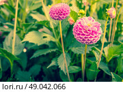 Violet Dahlia flowers in a green garden. Стоковое фото, агентство Ingram Publishing / Фотобанк Лори