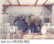 an elephant calm in a restaurant interior. photo combination concept. Стоковое фото, агентство Ingram Publishing / Фотобанк Лори