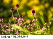 Purple cone-flower also known as Echinacea purpurea, shallow DOF. Стоковое фото, агентство Ingram Publishing / Фотобанк Лори