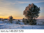 Winter Morning in Belarus. January near Minsk.. Winter Morning . Стоковое фото, агентство Ingram Publishing / Фотобанк Лори