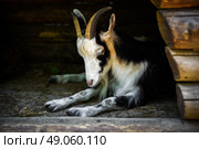 Close-up of a black and white goat dozing with its head down, lying on hay inside a wooden shelter. Peaceful and quiet moment captured in natural light. Стоковое фото, фотограф Татьяна Терехина / Фотобанк Лори