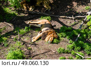 Sleeping lion basks in sunlight in a lush forest in Primorsky Krai near Shkotovo, showcasing majestic feline tranquility. Стоковое фото, фотограф Татьяна Терехина / Фотобанк Лори