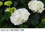 White Hydrangea arborescens Annabelle flowers in full bloom, shown in close-up. Also known as Smooth Hydrangea. Family Hydrangeaceae, garden plant. Стоковое фото, фотограф Татьяна Терехина / Фотобанк Лори