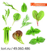 Herbs set, vector illustration. Стоковая иллюстрация, агентство Ingram Publishing / Фотобанк Лори