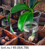 seedling plant in  box. Bulbs and plant shoots and spring flowers in wooden box. Стоковое фото, агентство Ingram Publishing / Фотобанк Лори
