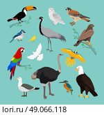 Collection of various birds flat design. Birds flying, owl and animals, bird vector, eagle wild, wildlife character, fauna and flying, toucan and zoology illustration. Стоковая иллюстрация, агентство Ingram Publishing / Фотобанк Лори