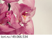 beautiful orchid flowers. Стоковое фото, агентство Ingram Publishing / Фотобанк Лори