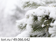 Closeup of Christmas-tree. Стоковое фото, агентство Ingram Publishing / Фотобанк Лори