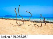 Corralejo Beach Fuerteventura at Canary Islands of Spain. Стоковое фото, агентство Ingram Publishing / Фотобанк Лори