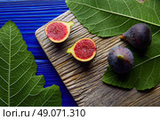 figs raw cutted fruits and fig tree leaves on blue wooden table. Стоковое фото, агентство Ingram Publishing / Фотобанк Лори