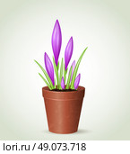 Vector violet crocuses in flower pot. Стоковая иллюстрация, агентство Ingram Publishing / Фотобанк Лори