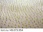 rice seedlings in a water on the paddy field, Bali, Indonesia. Стоковое фото, агентство Ingram Publishing / Фотобанк Лори