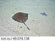 stingray and triggerfish in a shallow water on the Isla Contoy, Mexico. Стоковое фото, агентство Ingram Publishing / Фотобанк Лори