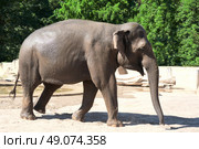 elephant in zoo. Стоковое фото, агентство Ingram Publishing / Фотобанк Лори