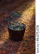 Olives harvest picking in farmer basket at Mediterranean. Стоковое фото, агентство Ingram Publishing / Фотобанк Лори