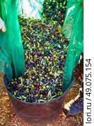 Olives harvest picking in farmer basket at Mediterranean. Стоковое фото, агентство Ingram Publishing / Фотобанк Лори