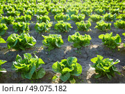 Green romain letucce field in a row in Mediterranean area. Стоковое фото, агентство Ingram Publishing / Фотобанк Лори