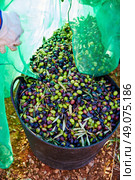 Olives harvest picking in farmer basket at Mediterranean. Стоковое фото, агентство Ingram Publishing / Фотобанк Лори