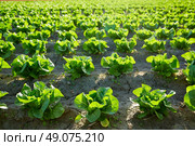 Green romain letucce field in a row in Mediterranean area. Стоковое фото, агентство Ingram Publishing / Фотобанк Лори