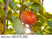 persimmon khaki fruit in the field tree with leafs. Стоковое фото, агентство Ingram Publishing / Фотобанк Лори
