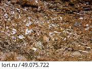 ossuary prehistoric in Cueva Calaveras of Benidoleig at Alicante Spain. Стоковое фото, агентство Ingram Publishing / Фотобанк Лори