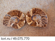 Ammonites fossil snail cut found in Teruel Sierra Albarracin of Spain. Стоковое фото, агентство Ingram Publishing / Фотобанк Лори