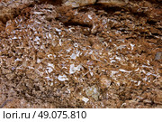 ossuary prehistoric in Cueva Calaveras of Benidoleig at Alicante Spain. Стоковое фото, агентство Ingram Publishing / Фотобанк Лори