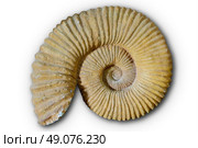 Ammonites fossil in Valencian Community of spain. Стоковое фото, агентство Ingram Publishing / Фотобанк Лори
