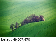 Green spring hills. Arable lands in Czech Moravia. Стоковое фото, агентство Ingram Publishing / Фотобанк Лори