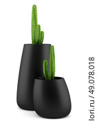 two cactuses in pots isolated on white background. Стоковое фото, агентство Ingram Publishing / Фотобанк Лори