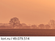 Tree silhouettes in the misty morning sunrise. Стоковое фото, агентство Ingram Publishing / Фотобанк Лори