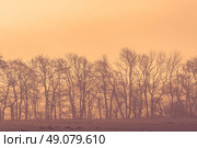 Sunrise at a field with tree silhouettes. Стоковое фото, агентство Ingram Publishing / Фотобанк Лори