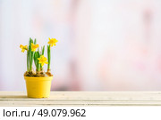 Daffodils in a yellow flowerpot on wooden planks on a violet background. Стоковое фото, агентство Ingram Publishing / Фотобанк Лори