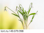 Snowdrop flowers on a fresh background in the spring. Стоковое фото, агентство Ingram Publishing / Фотобанк Лори
