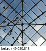 Low angle view of birds viewed through glass ceiling,  Southern Methodist University, Dallas, Texas, USA. Стоковое фото, агентство Ingram Publishing / Фотобанк Лори