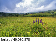 lupine flowers bush on a spring meadow in the mountains. Стоковое фото, агентство Ingram Publishing / Фотобанк Лори