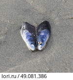 Seashell on sand, Cox Bay, Pacific Rim National Park Reserve, Tofino, Vancouver Island, British Columbia, Canada. Стоковое фото, агентство Ingram Publishing / Фотобанк Лори