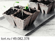 Germinated seeds decorative pumpkins in peat pots. Spring sprout pumpkin. Стоковое фото, агентство Ingram Publishing / Фотобанк Лори